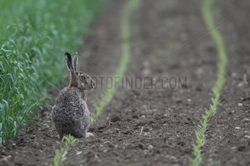 European hare sitting in a field