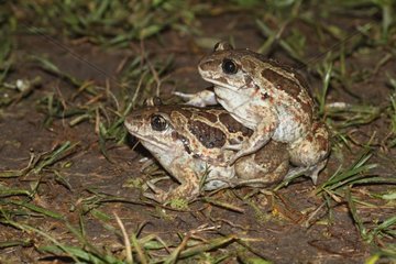 Common spadefoot mating
