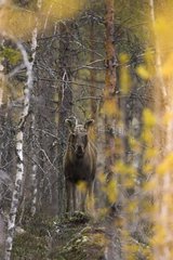 Moose looking for food in forest Finland