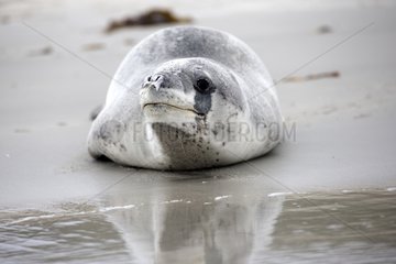 Leopard Seal on the beach - Falklands islands