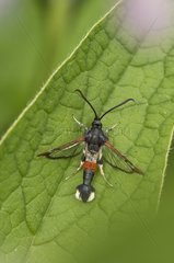 Red-tipped Clearwing on leave - Denmark