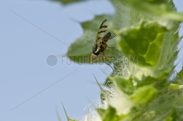 Carduus flowerhead gall fly on leave - Denmark