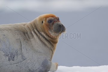 Portrait of Bearded seal on ice - Barter Island Alaska USA