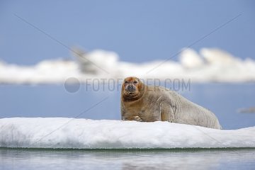 Bearded seal at rest on ice - Barter Island Alaska USA