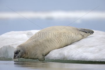 Bearded seal on ice - Barter Island Alaska USA