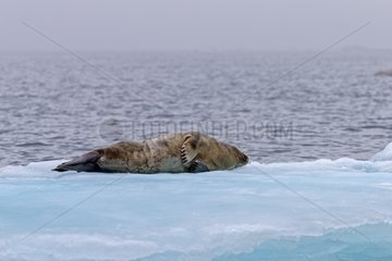 Ringed seal at rest on ice - Barter Island Alaska USA