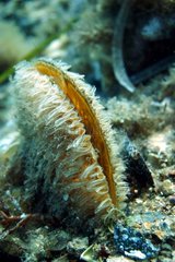Pen Shell in the reef - Mediterranean Sea France