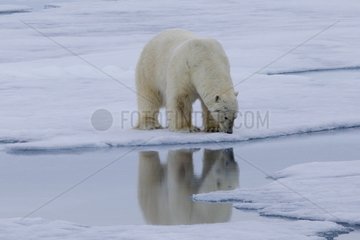 Polar bear on sea ice on the Norwegian island of Spitsbergn