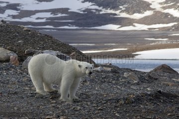 Polar bears on land in Svalbard Norway