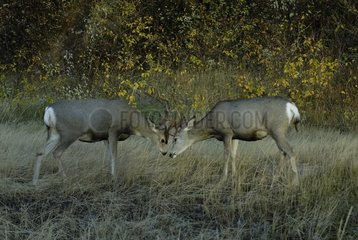 Combat Mule Deer in rut Waterton plain Alberta Canada