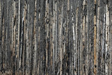 Trunks charred by fire controlled Kootenay Canada