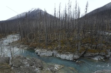 Vermillion River and charred trees Kootenay Canada