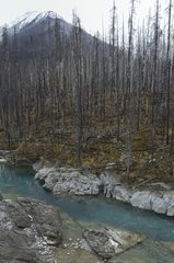 Vermillion River and charred trees Kootenay Canada