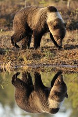 Brown bear and its reflection in a lake in fall Finland