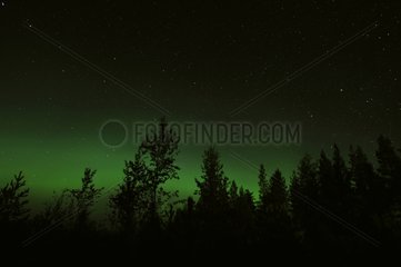 Beginning of Northern Lights above the Taiga Finland
