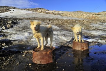 Dogs on dry cans Ittoqqortoormiit Greenland