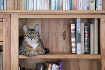 Tabby cat resting on a library Oberbruck France
