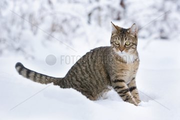 Tabby cat in the snow Oberbruck France