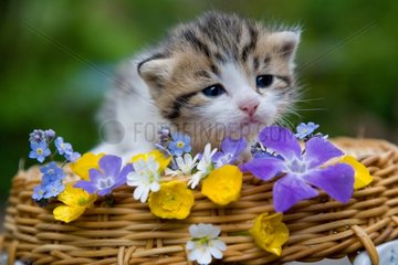 Tabby kittens lights and flowers spring Oberbruck France