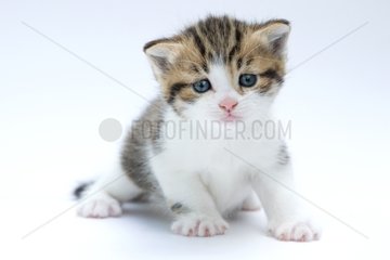 Tricolor striped kitten in studio on a white background