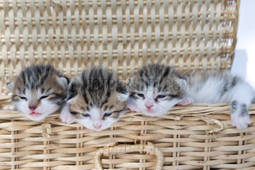Tricolor striped kittens in a wicker basket in France