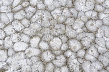 Polygons whitish cracked Salt Camargue France