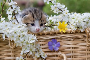 Tricolor striped kitten and a basket of flowers in France