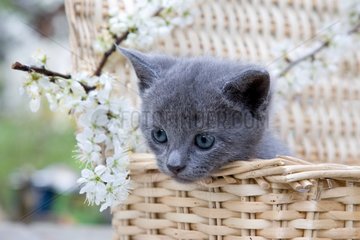 Grey striped kitten and a basket of flowers in France