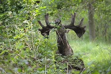 Eurasian Elk Bull in forest