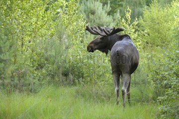 Eurasian Elk Bull in forest in summer Sweden