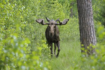 Eurasian Elk Bull walking in forest in summer Sweden