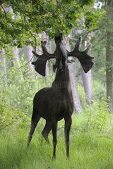 Eurasian Elk Bull eating foliage in forest in summer Sweden