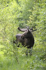 Eurasian Elk Bull in forest in summer Sweden