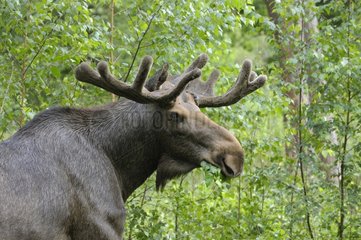 Portrait of an Eurasian Elk Bull in forest in summer Sweden
