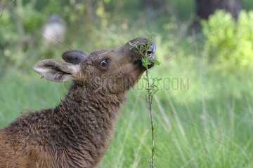 Young Eurasian Elk in forest in summer Sweden