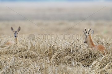 Roe deer and Roe buck in a grain field at rutting season