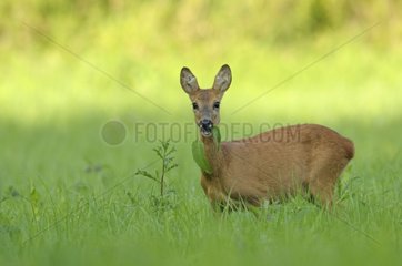 Roe deer on a meadow in summer Hesse Germany