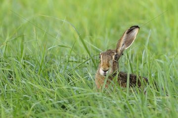 European brown hare in a meadow in summer Hesse Germany