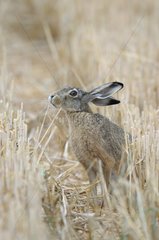 European brown hare in a grain field in summer Hesse Germany