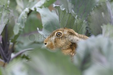 European brown hare in field in summer Hesse Germany