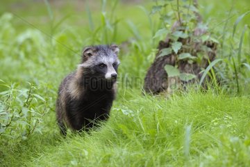 Raccoon dog in summer Hesse Germany