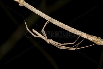Net-casting spider without net on a twig Madagascar