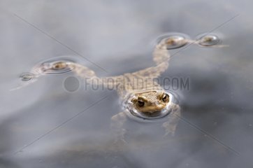 Common toad on the surface of a pond France