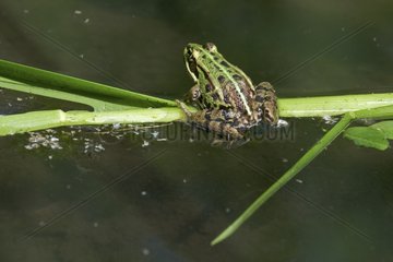 Green frog balanced on a rod floating France