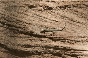 Lizard on sandstone Vosges Lorraine France