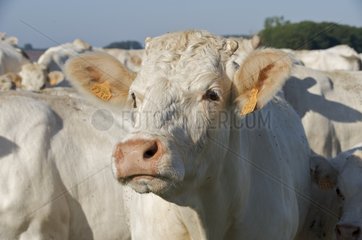 Portrait of Charolais cows in the meadow France