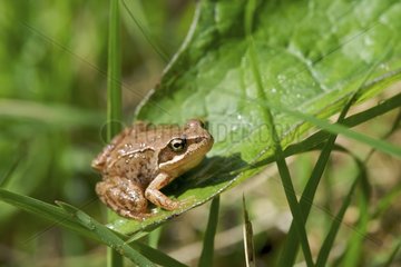 Frog on a leaf France