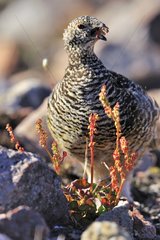 Ptarmigan female eating plant in the tundra Greenland