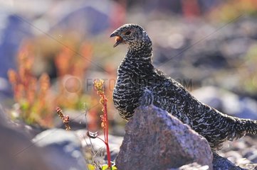 Ptarmigan female eating plant in the tundra Greenland