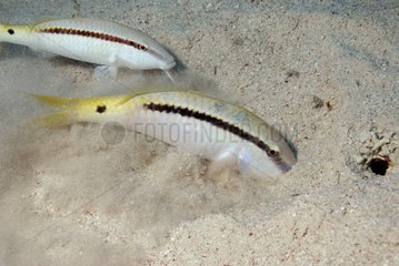 Dash-and-dot goatfish - Red Sea Egypt